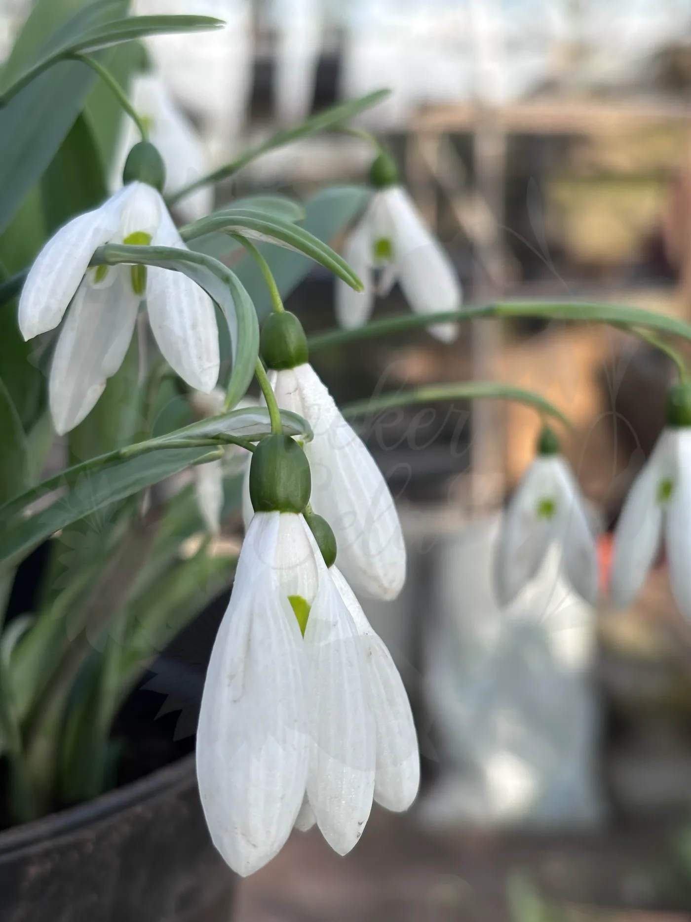 Galanthus ‘Atkinsii’, sneeuwklokje uit de Nationale Plantencollectie