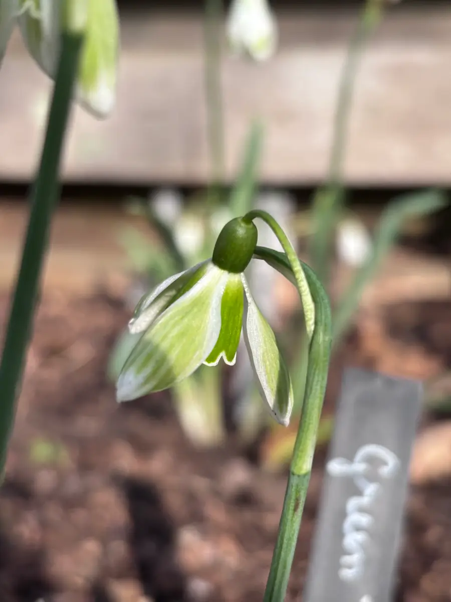 Galanthus ‘Green Tear’, sneeuwklokje uit de Nationale Plantencollectie