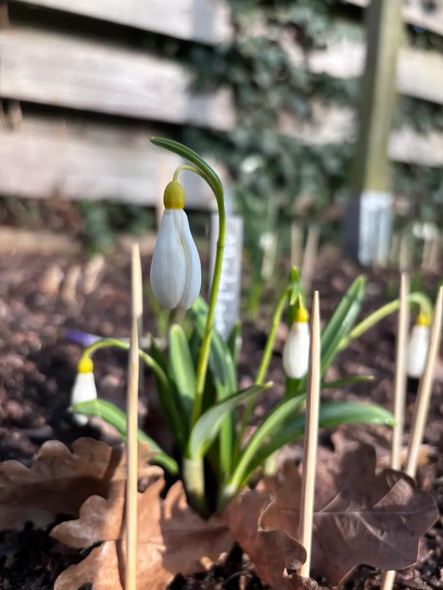 Galanthus ‘Madeleine’, sneeuwklokje uit de Nationale Plantencollectie
