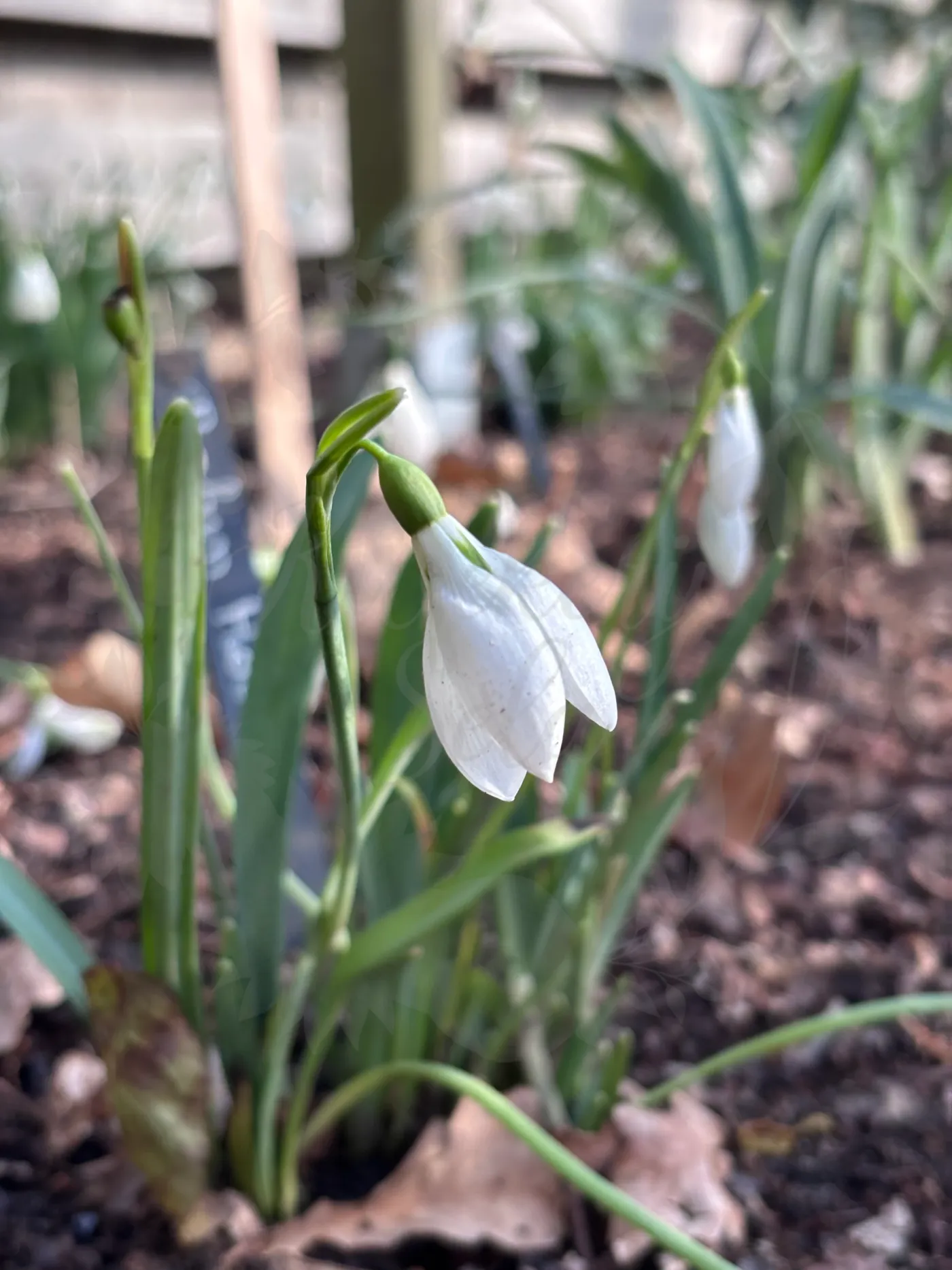 Galanthus ‘Robin Hood’, sneeuwklokje uit de Nationale Plantencollectie