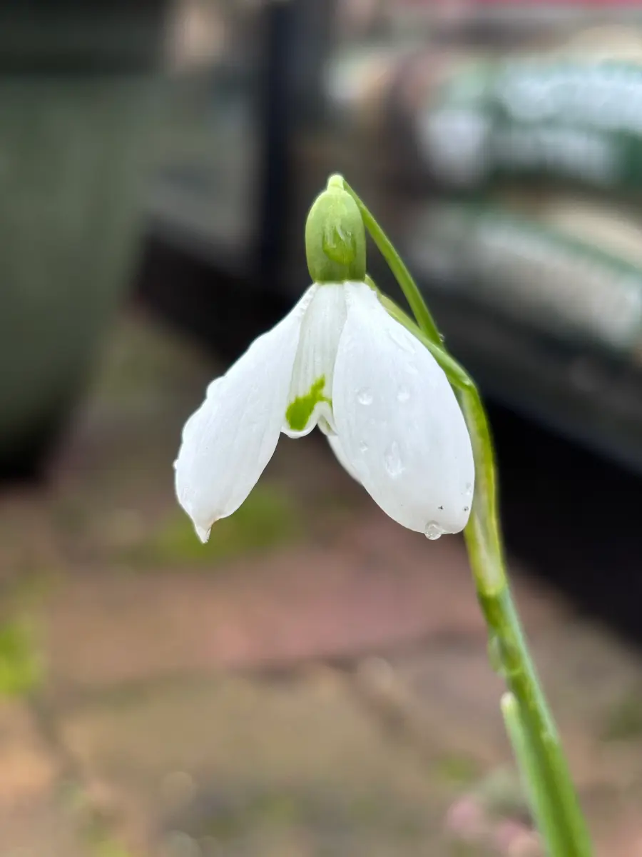 Galanthus ‘S. Arnott’, sneeuwklokje uit de Nationale Plantencollectie