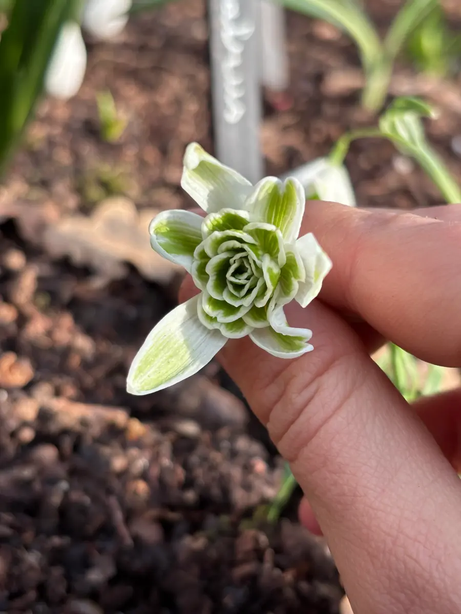 Galanthus ‘Walrus’, sneeuwklokje uit de Nationale Plantencollectie