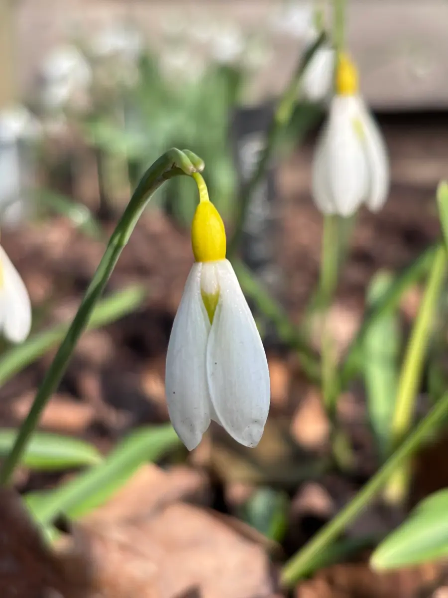 Galanthus ‘Wendy’s Gold’, sneeuwklokje uit de Nationale Plantencollectie